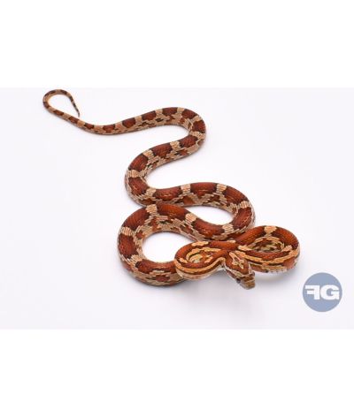 Classique het Butter Anery Scaleless Femelle 4
