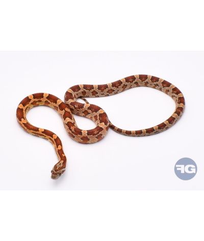 Classique het Butter Anery Scaleless Mâle 2