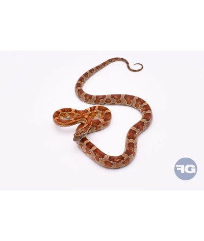 Classique het Butter Anery Scaleless Mâle 1