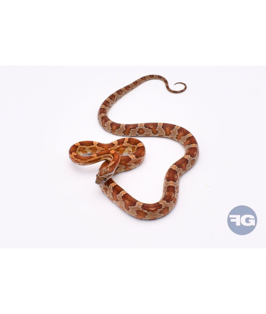 Classique het Butter Anery Scaleless Mâle 1