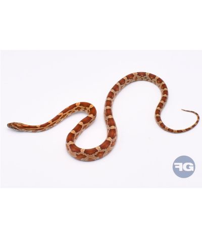 Classique het Butter Anery Scaleless Femelle 3