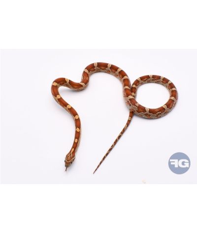 Classique het Butter Anery Scaleless Femelle 2