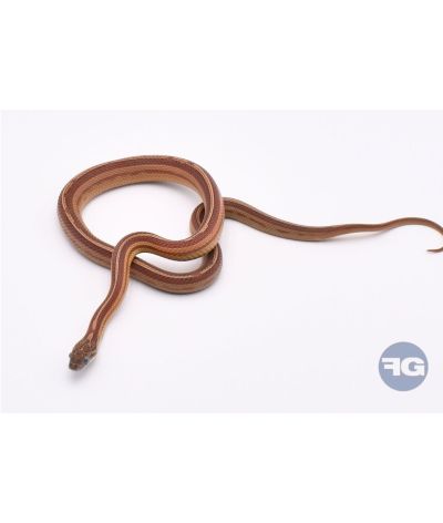 Tessera Motley het Butter Anery Scaleless Femelle 3