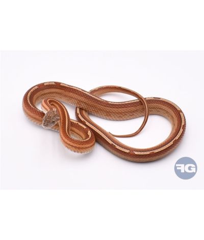 Tessera Motley het Butter Anery Scaleless Mâle