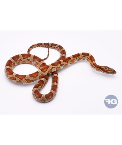 Classique het Butter Anery Scaleless Femelle 1