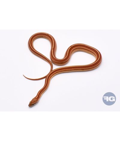 Tessera Motley het Butter Anery Scaleless Femelle 1
