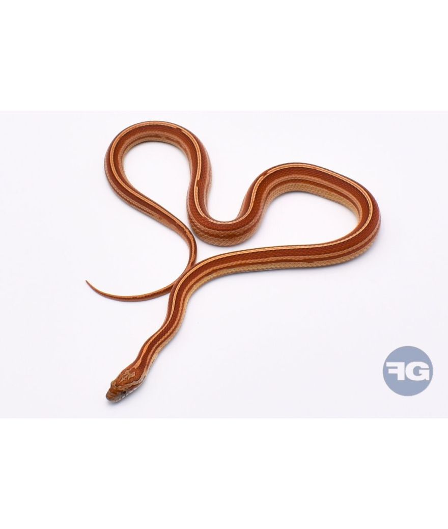 Tessera Motley het Butter Anery Scaleless Femelle 1