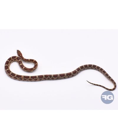 Classique het Snow Scaleless Mâle 4