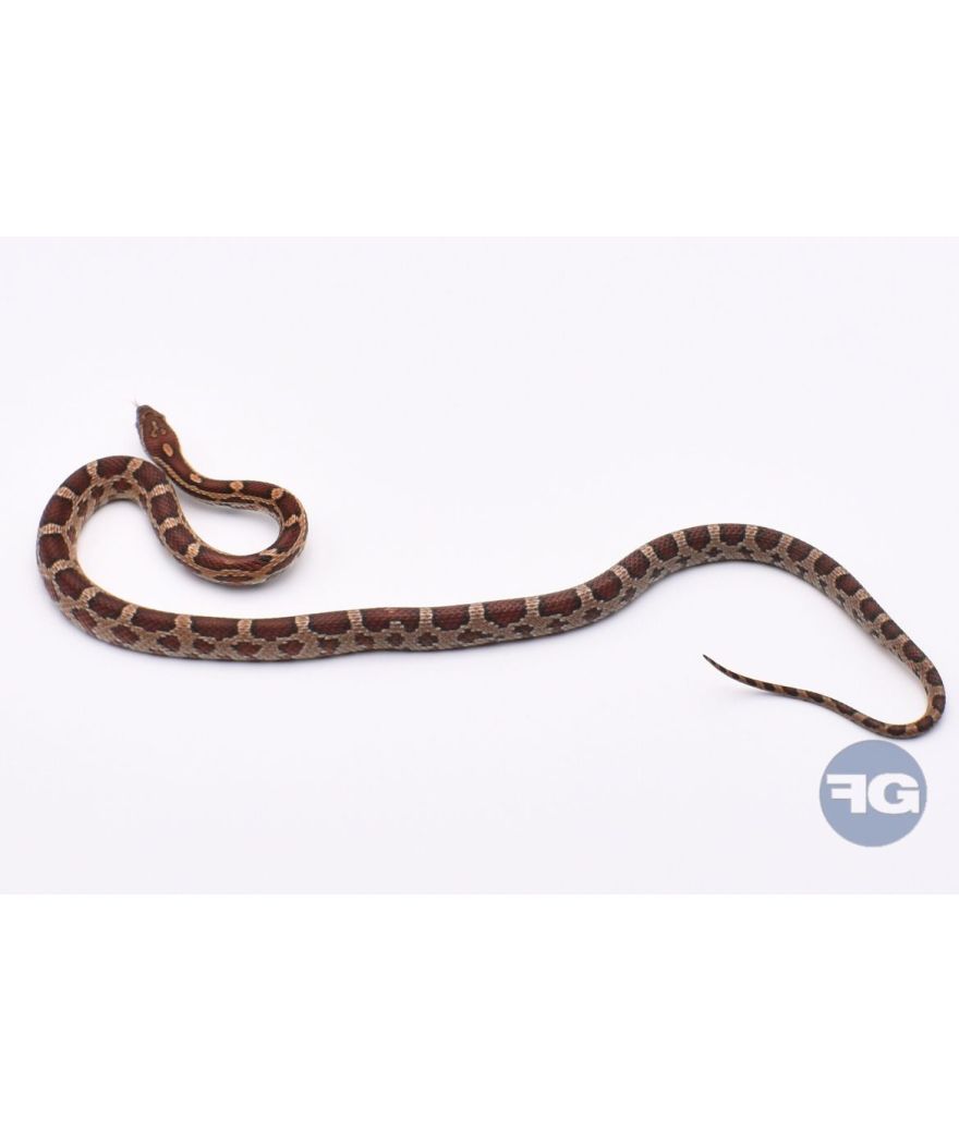Classique het Snow Scaleless Mâle 4