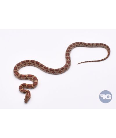 Classique het Snow Scaleless Femelle 6