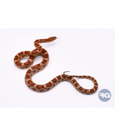 Classique het Snow Scaleless Mâle 3