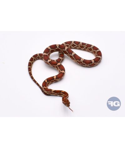 Classique het Snow Scaleless Femelle 5
