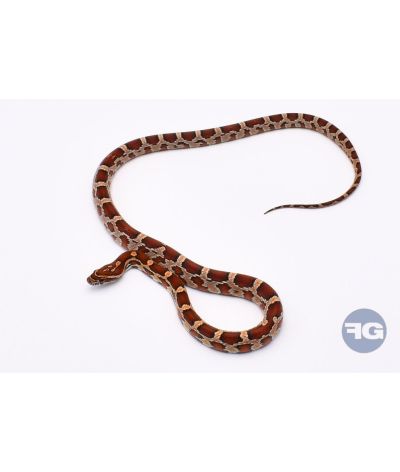 Classique het Snow Scaleless Femelle 4