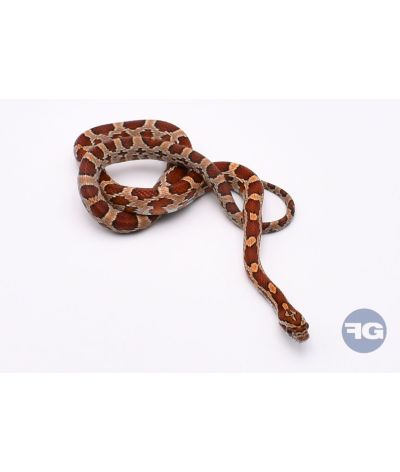 Classique het Snow Scaleless Mâle 2