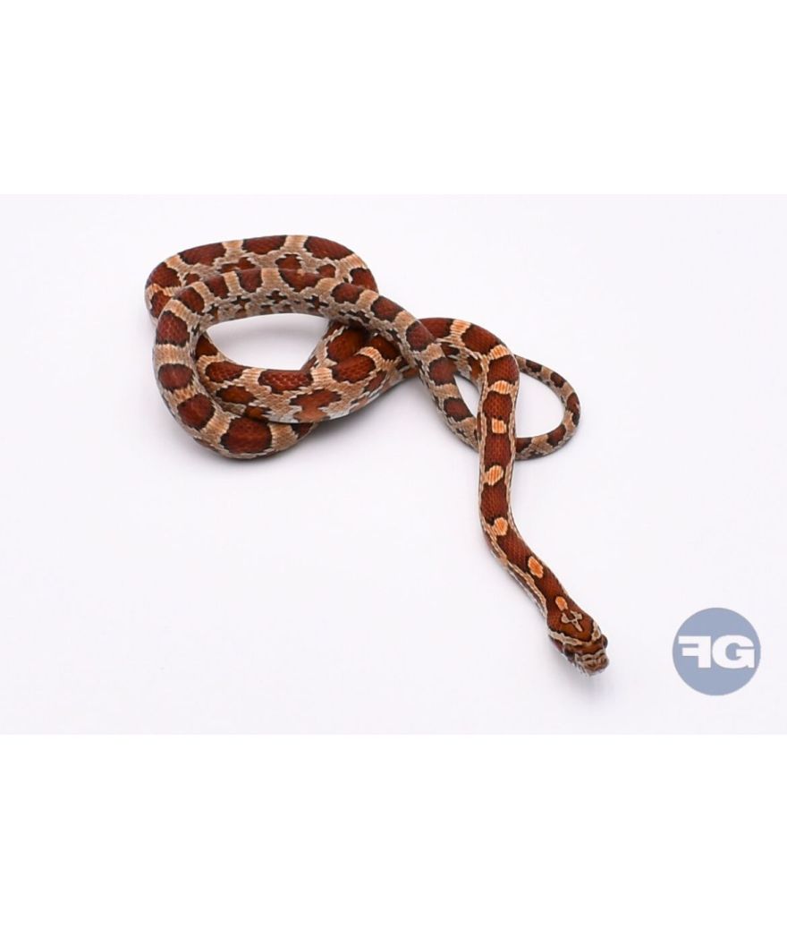 Classique het Snow Scaleless Mâle 2