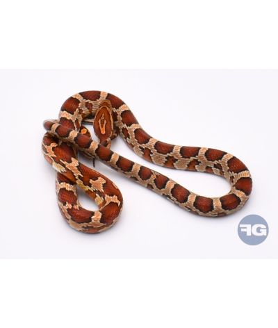 Classique het Snow Scaleless Femelle 2