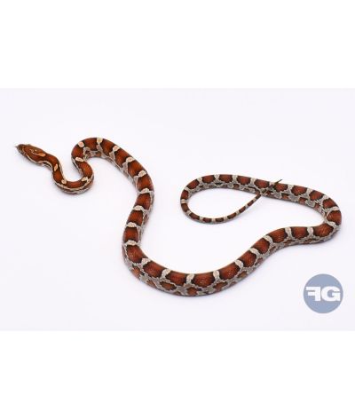 Classique het Snow Scaleless Femelle 1