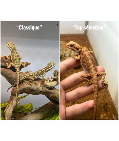 Pogona vitticeps juvénile