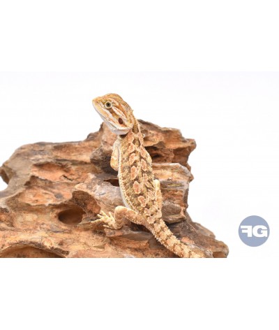 Pogona vitticeps juvénile
