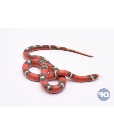 Lampropeltis nelsoni mâle T+ Splodged