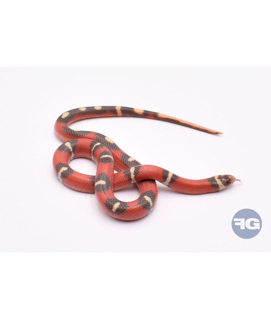 Lampropeltis nelsoni mâle T+ Splodged