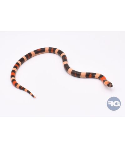 Lampropeltis campbelli Hypo Halloween mâle