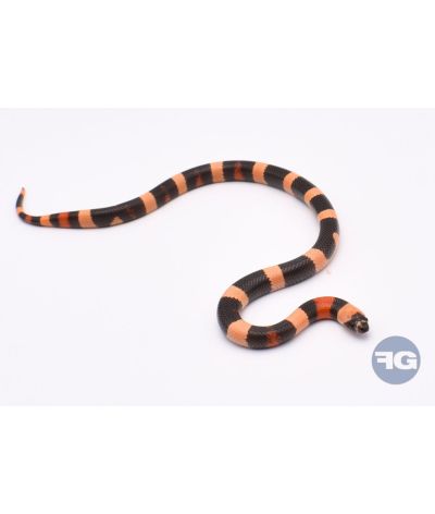 Lampropeltis campbelli Hypo Halloween femelle