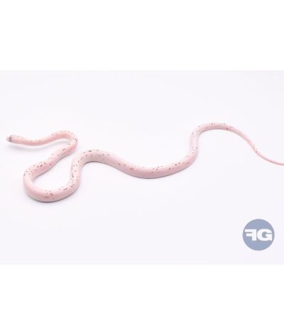 Palmetto Mâle Serpent des blés