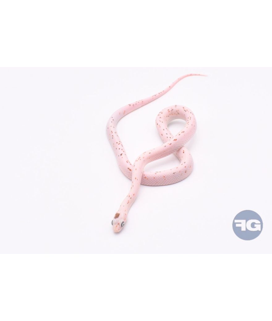 Hypo Palmetto Mâle Serpent des blés