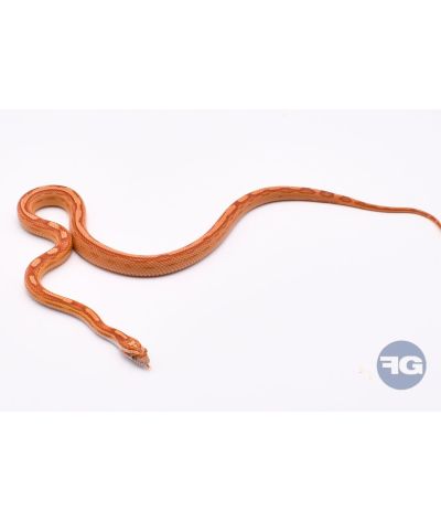 Ultramel Motley het Scaleless Femelle 