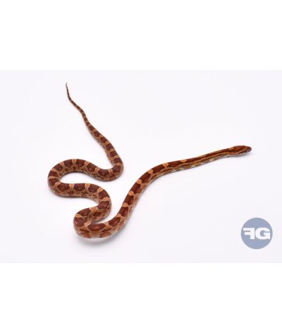 Classique het Scaleless Femelle 