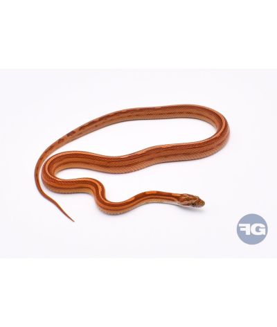 Pinstripe het Scaleless Mâle 2