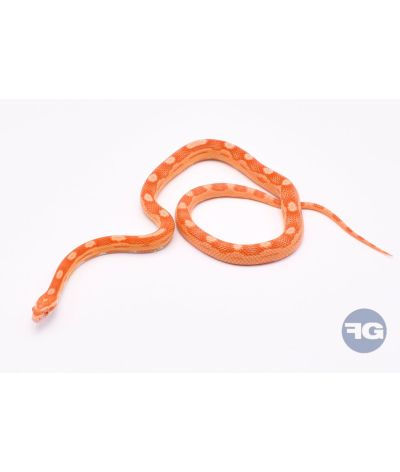 Amel Motley het Scaleless Femelle