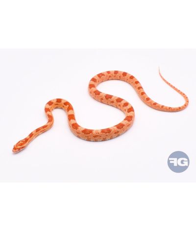 Amel het Scaleless Mâle 1