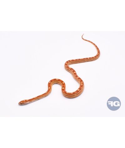 Ultramel Motley het Scaleless Femelle