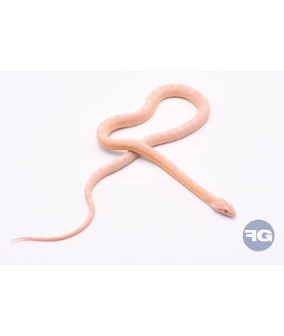 Snow Motley het Scaleless Mâle