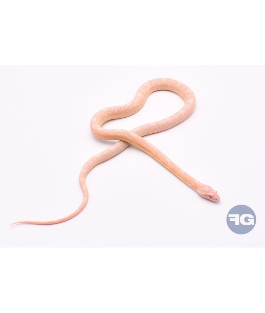 Snow Motley het Scaleless Mâle