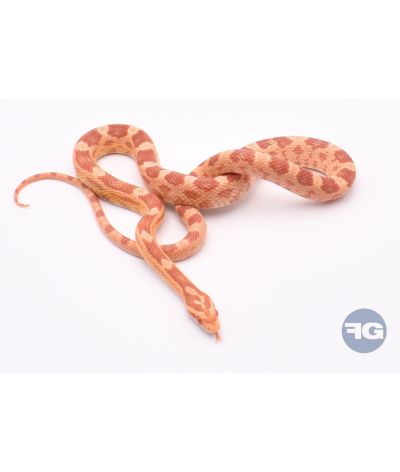 Amel het Scaleless Mâle 2