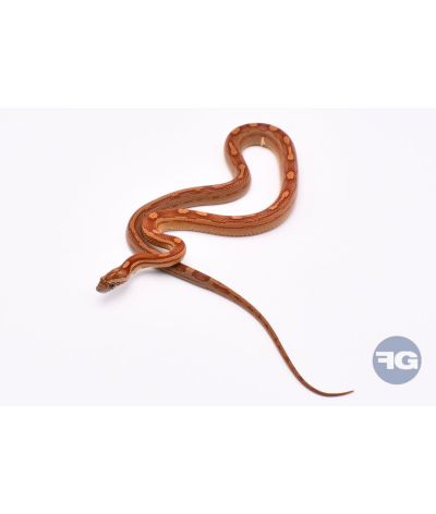 Motley het Scaleless Femelle