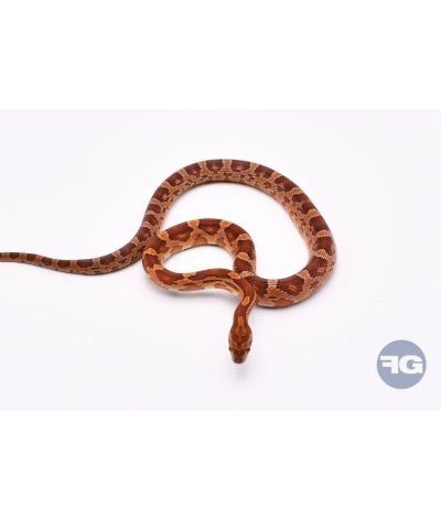 Classique het Scaleless Mâle 2