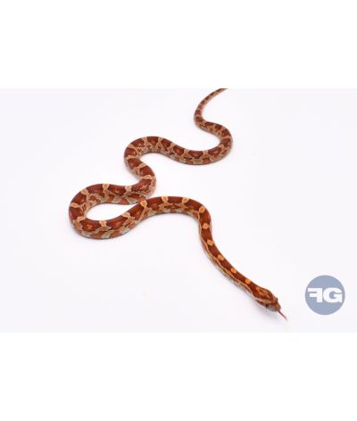 Classique het Scaleless Femelle
