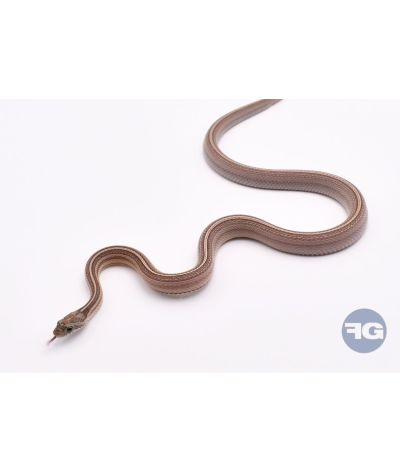 Anery Pinstripe het Scaleless Mâle