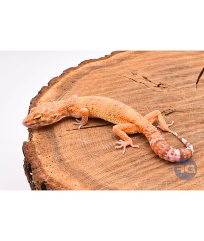 Tangerine Tremper Femelle Gecko léopard