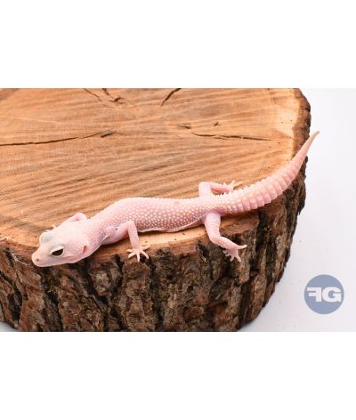 Blizzard Eclipse Femelle Gecko léopard