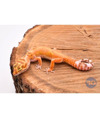 Tangerine Tremper Designer Femelle Gecko léopard