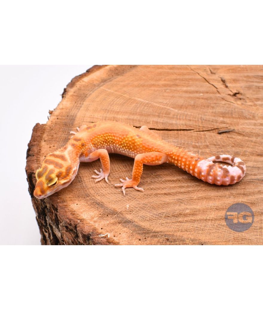 Tangerine Tremper Designer Femelle Gecko léopard