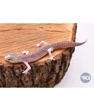 Super MackSnow Eclipse Mâle Gecko léopard