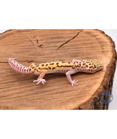 Radar Femelle Gecko léopard