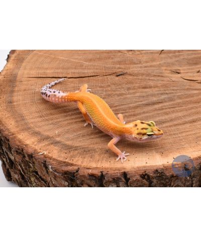 Green Tangerine Stripe Gecko léopard