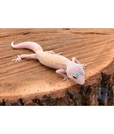 Murphy Gecko léopard 1